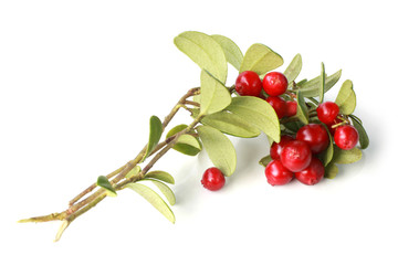 Ripe cowberry on branch with green leaves