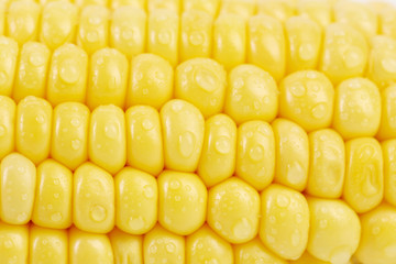 Background of ripe corn with drops