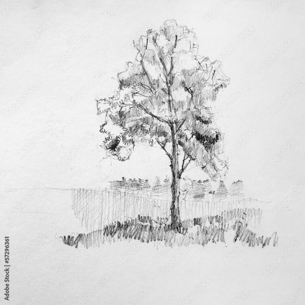 Wall mural Hand drawing sketch of tree by pencil on a white paper