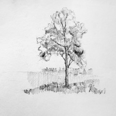 Hand drawing sketch of tree by pencil on a white paper