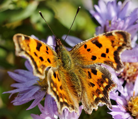 Butterfly on the flower.