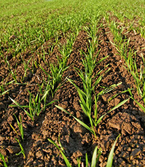 Growing wheat.