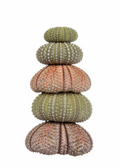 Fototapeta na wymiar Stack of sea urchin shells