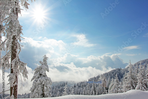 природа зима небо деревья загрузить