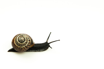 Snail on white