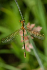 Green damselfly