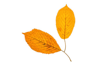 Fototapeta premium Autumn leafs