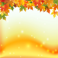 Naklejka na ściany i meble осенние цветные кленовые листья на цветном фоне
