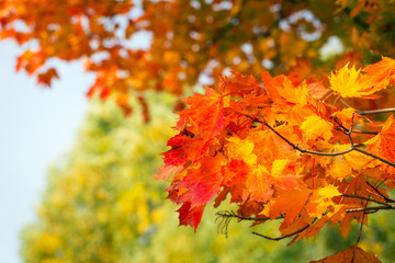 Naklejka na ściany i meble Autumnal leaves on the tree in Poland