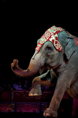 Naklejka premium circus elephant