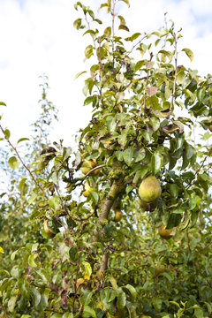 Conference pears on tree
