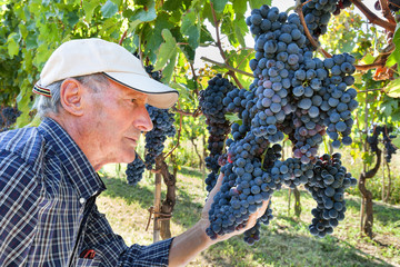 Wine maker checking grapes