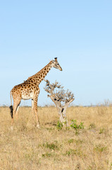 giraffe standing on the masi mari in kenya