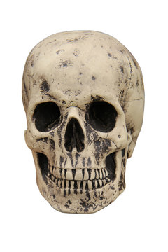 A Spooky Human Skull on a White Background.