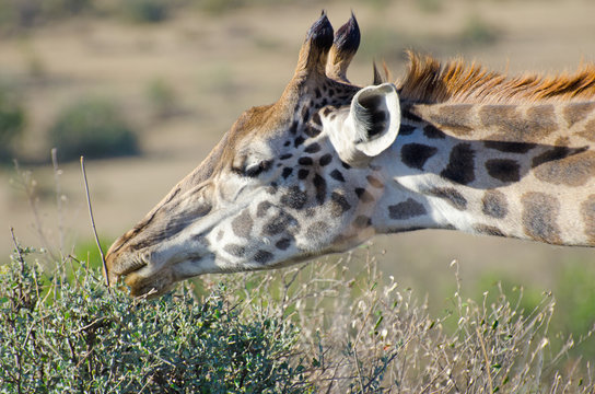 giraffe eating from bush on sunny day