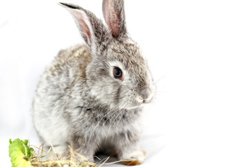 Gray rabbit