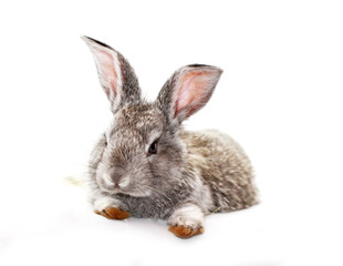 Gray rabbit
