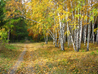 Gold autumn landscape - path in a mixed forest