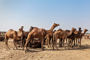 Camels at Pushkar Mela (Pushkar Camel Fair),  India