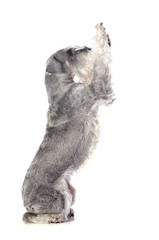 standard schnauzer