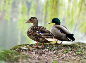 ducks near the lake