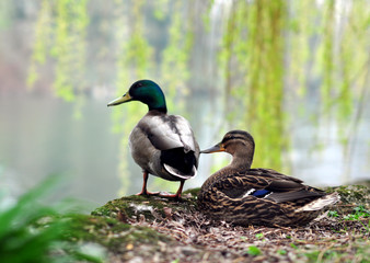 ducks near the lake