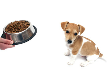 Jack Russell Terrier Welpe & sein Fressnapf © #CNF