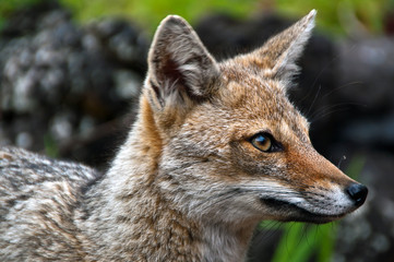 Naklejka na ściany i meble Argentinischer Kampfuchs, Patagonian Grey Fox