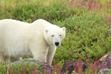 Polar Bear in the Fireweed B