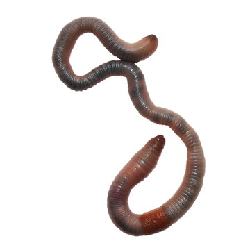 Earthworm, Earth Worm  Isolated On White Background