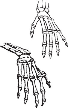 skeleton of hands