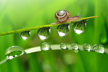 Snail on dewy grass © vencav