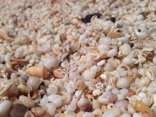 shells on seashore on Chrissi island in Greece