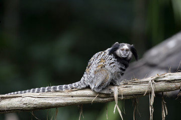 Black tufted-ear marmoset, Callithrix penicillata