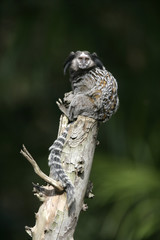 Black tufted-ear marmoset, Callithrix penicillata