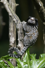 Black tufted-ear marmoset, Callithrix penicillata