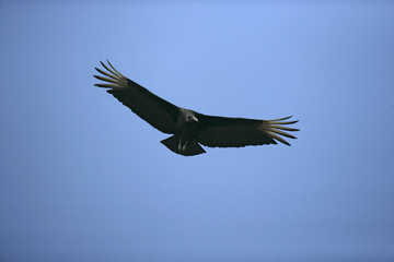 Black vulture, Coragyps atratus