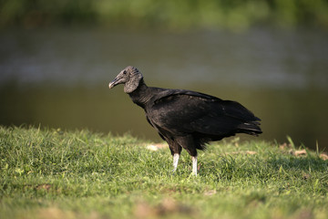 Fototapeta premium Black vulture, Coragyps atratus
