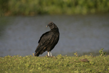 Black vulture, Coragyps atratus