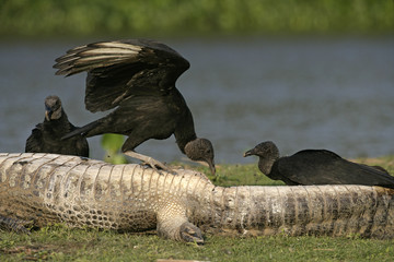 Black vulture, Coragyps atratus