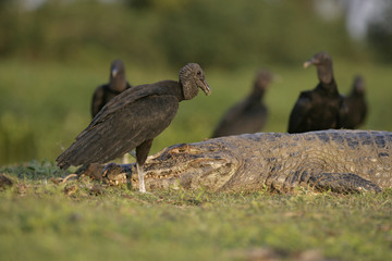 Black vulture, Coragyps atratus