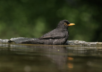 Blackbird, Turdus merula,