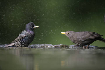 Blackbird, Turdus merula,
