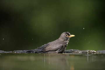 Blackbird, Turdus merula,