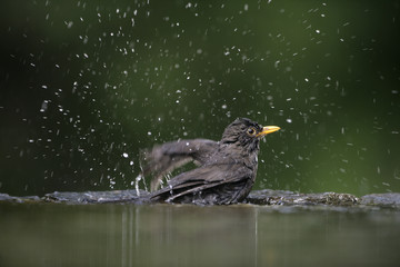Blackbird, Turdus merula,