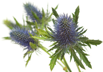 Eryngium