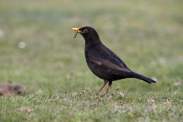 Blackbird, Turdus merula,