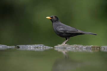 Obraz premium Blackbird, Turdus merula,