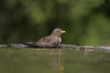 Blackbird, Turdus merula,