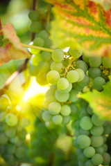 Green grapes on vine in sunbeams